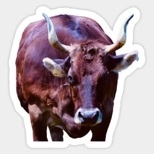 Most beautiful cow in Switzerland / Swiss Artwork Photography Sticker